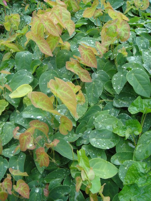 Epimedium pinnatum subsp.colchicum feuille